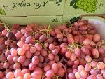⁦שם המוצר⁩ – תמונה ⁦2⁩
