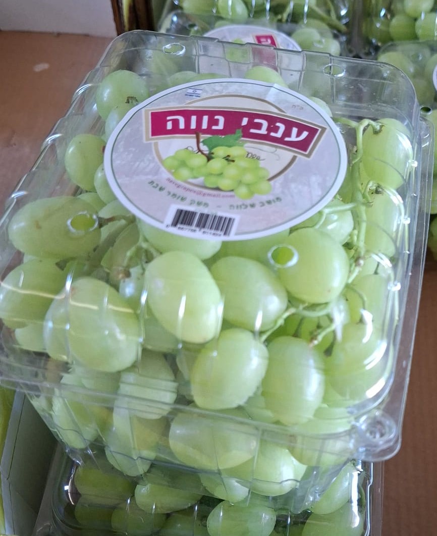תמונה ענבים ביג פרל מארז ענבים ירוקים – תמונה 1